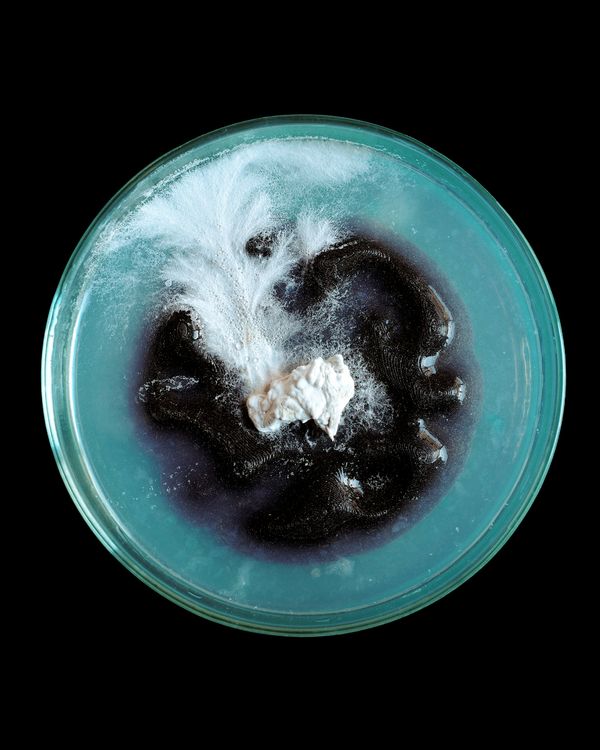 Mycelium Studies